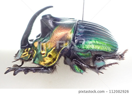 Sulcophanaeus imperator imperator Sulcophanaeus imperator imperator 112082926