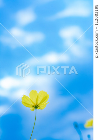 黃色波斯菊和天空 黃色波斯菊和天空 112083199