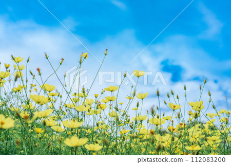 Yellow cosmos field Yellow cosmos field 112083200