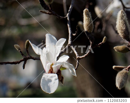 White kobushi flowers bathed in the early spring sunlight (shinyi branches with flowers and buds) White kobushi flowers bathed in the early spring sunlight (shinyi branches with flowers and buds) 112083203