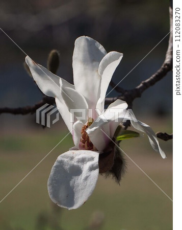 沐浴在陽光下的白色 kobushi 花的特寫(Kobushi 與花和花蕾) 沐浴在陽光下的白色 kobushi 花的特寫(Kobushi 與花和花蕾) 112083270
