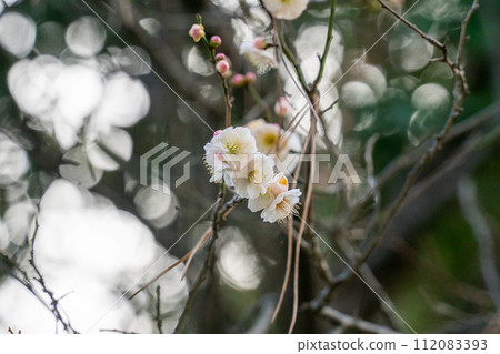white plum blossom 112083393