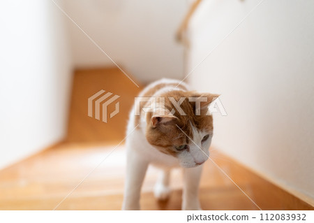 Cat climbing the stairs Brown tiger white 112083932