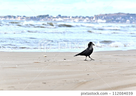 Crow walking on sandy beach Crow walking on sandy beach 112084039
