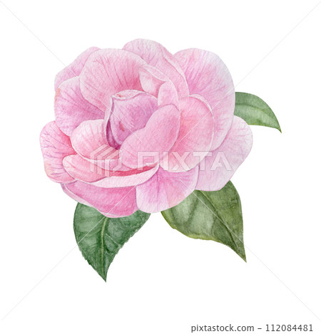 Pink camellia with three leaves, card, watercolor illustration, hand drawing 112084481