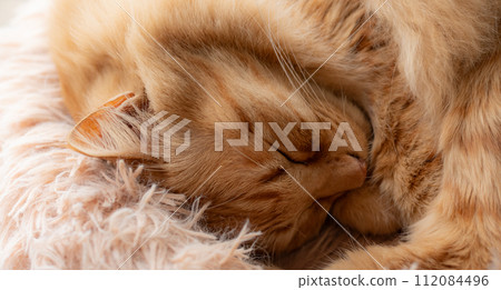 Sleeping cat, tea tabby cat 112084496