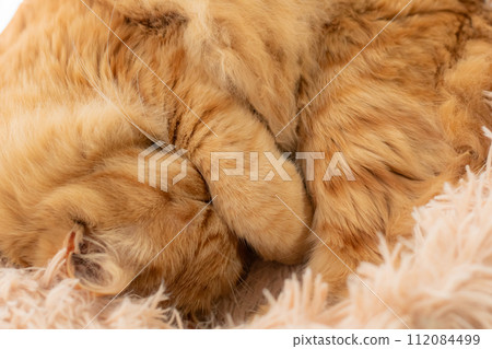 Sleeping cat, tea tabby cat 112084499
