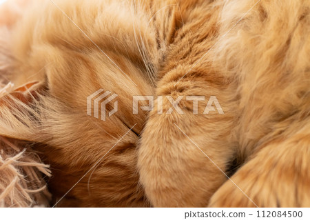 睡貓茶虎貓 112084500