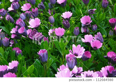 Group of purple daisies 112084560