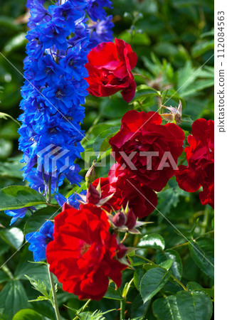 Blue Delphinium and red roses 112084563