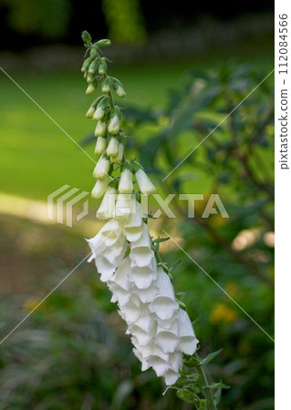 Close up on a white foxgloves Close up on a white foxgloves 112084566