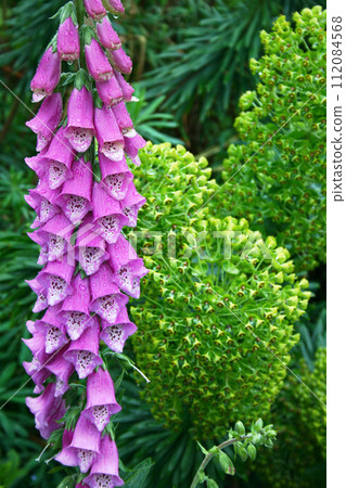 Close up on a pink foxgloves Close up on a pink foxgloves 112084568