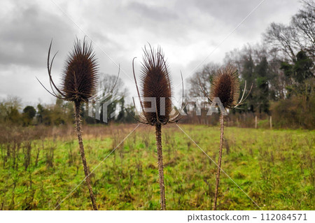 Close-up on 3 Dipsacus in a pasture Close-up on 3 Dipsacus in a pasture 112084571