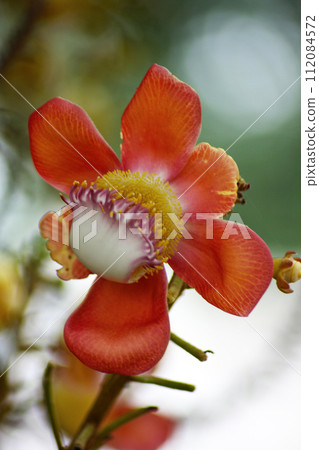 Shorea robusta Roxb Flower Shorea robusta Roxb Flower 112084572