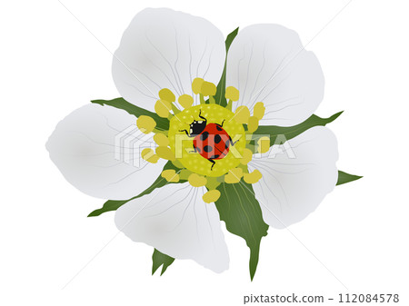 "A beneficial insect, the ladybird beetle, rests its wings on a wild strawberry flower" gradation "A beneficial insect, the ladybird beetle, rests its wings on a wild strawberry flower" gradation 112084578