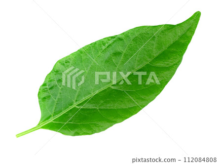 leaf chili isolated ,Green of pepper leaves pattern leaf chili isolated ,Green of pepper leaves pattern 112084808