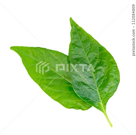 leaf chili isolated, Green of pepper leaves pattern 112084809