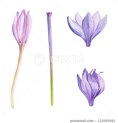 Hand drawn watercolor illustration botanical. Purple crocus naked ladies saffron colchicum flowers stems. Single object isolated on white. Design wedding stationery, cards, scrapbooking, cosmetics Hand drawn watercolor illustration botanical. Purple crocus naked ladies saffron colchicum flowers stems. Single object isolated on white. Design wedding stationery, cards, scrapbooking, cosmetics 112085091
