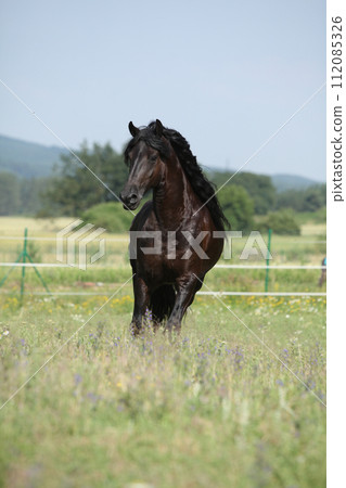 Amazing friesian mare running on pasturage Amazing friesian mare running on pasturage 112085326