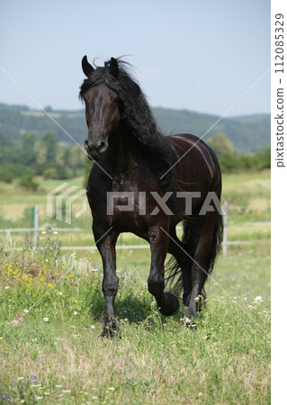 Amazing friesian mare running on pasturage Amazing friesian mare running on pasturage 112085329