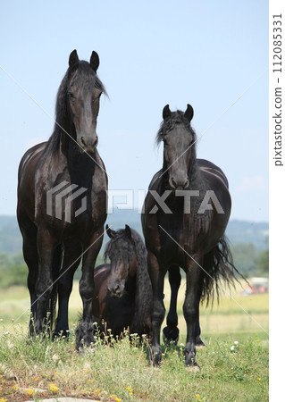 Three friesians mares standing on pasturage together 112085331
