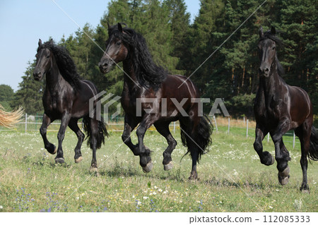 Three amating friesian mares running on pasturage together Three amating friesian mares running on pasturage together 112085333