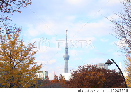 Scenery where you can see the sky tree Scenery where you can see the sky tree 112085536