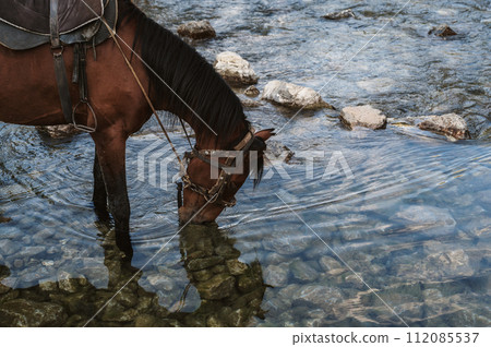 horse stallion drinks water from clear river stream in summer horse stallion drinks water from clear river stream in summer 112085537