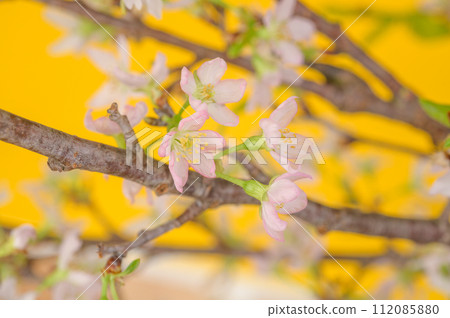 佐倉慶男 佐倉 佐倉慶男 佐倉 112085880