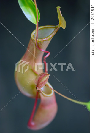 Brown insect sac of nepenthes ``Nepenthes alata'' (using a macro lens, strobe and natural light, close-up photograph) Brown insect sac of nepenthes ``Nepenthes alata'' (using a macro lens, strobe and natural light, close-up photograph) 112085914