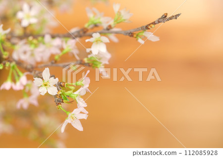 Sakura Keio Sakura 112085928