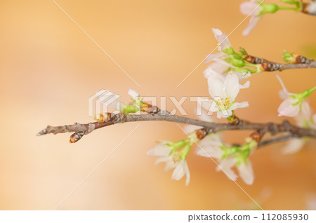 佐倉慶男 佐倉 112085930