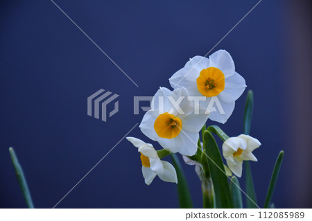 Daffodils blooming in winter Daffodils blooming in winter 112085989