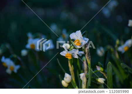 水仙花等待著清晨的陽光 水仙花等待著清晨的陽光 112085990