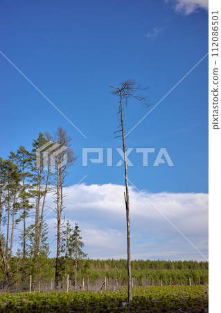 Photo of lonely near the forest Photo of lonely near the forest 112086501