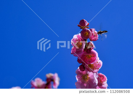 Jonangu Weeping Plum and Bee Jonangu Weeping Plum and Bee 112086508
