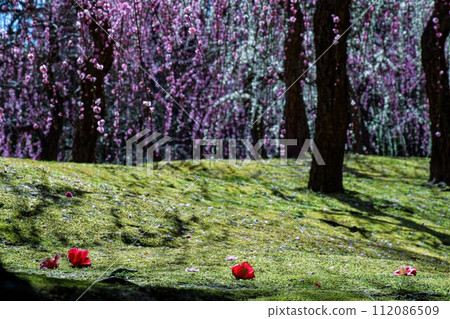 落山茶花點 落山茶花點 112086509