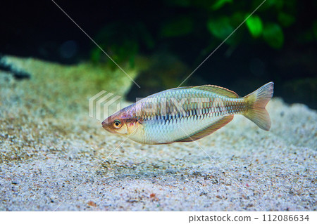 彩虹魚在水族館裡游泳 112086634