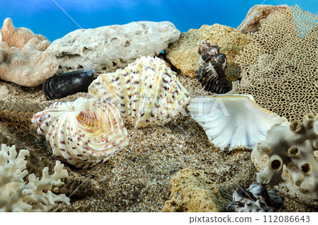 Hippopus sea Shells on the sand underwater 112086643