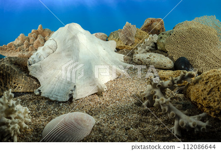 Lambis truncata Shell on the sand underwater Lambis truncata Shell on the sand underwater 112086644