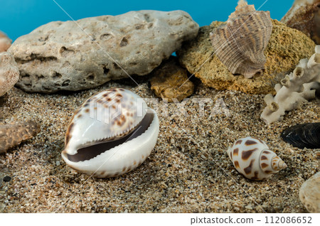 Tiger Cowrie Shell on the sand underwater 112086652