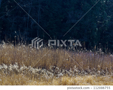 Artificial pond scene in early spring, reed field at dusk Artificial pond scene in early spring, reed field at dusk 112086755