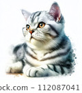 American shorthair cat looking up 112087041