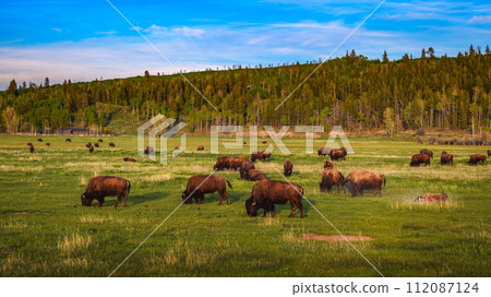 Bison herd grazing in a meadow in Grand Teton National Park, Wyoming Bison herd grazing in a meadow in Grand Teton National Park, Wyoming 112087124