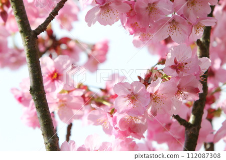 Close-up of sunlight cherry blossoms in full bloom [Sky background] 112087308