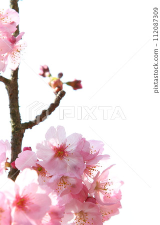 Close-up of sunlight cherry blossoms in full bloom [White background] [Sky background] 112087309