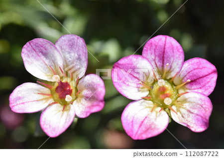 Spider Magus (inter-cloud grass) 112087722