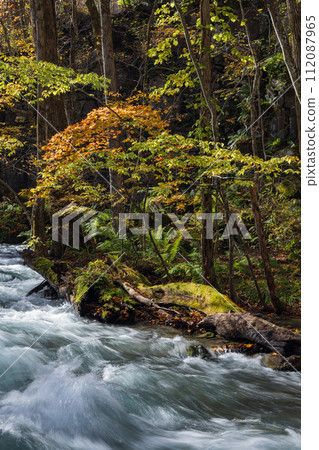 奧入瀨溪流的秋葉，從十和田湖子口流向日本青森縣十和田市燒山 112087965