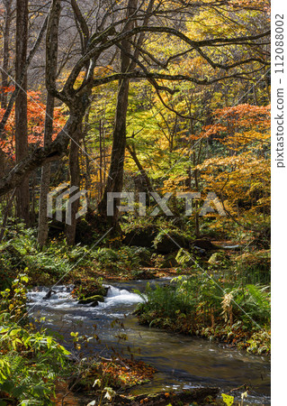 奧入瀨溪流的秋葉，從十和田湖子口流向日本青森縣十和田市燒山 112088002