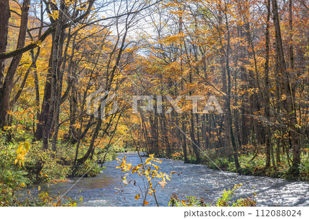 Japan, Towada City, Aomori Prefecture, autumn leaves of Oirase Stream that runs from Nenokuchi of Lake Towada to Yakeyama Japan, Towada City, Aomori Prefecture, autumn leaves of Oirase Stream that runs from Nenokuchi of Lake Towada to Yakeyama 112088024